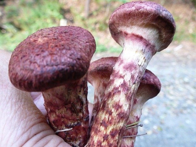Can you identify this handsome burgundy mushroom? We think it's a type of bolete.