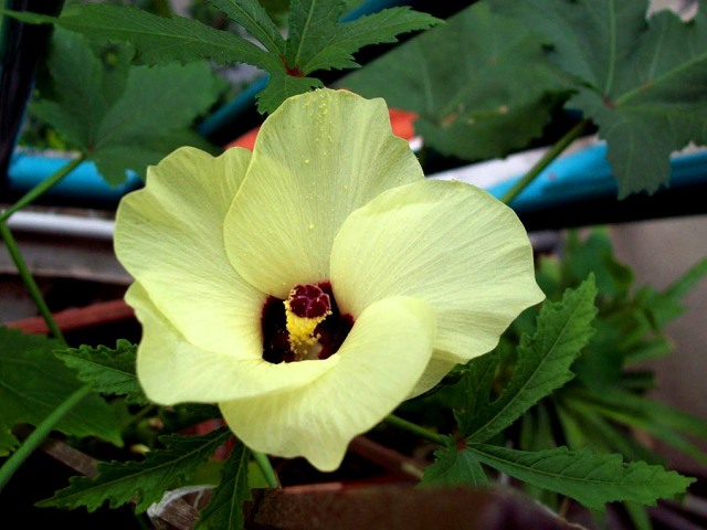 A pale yellow okra blossom